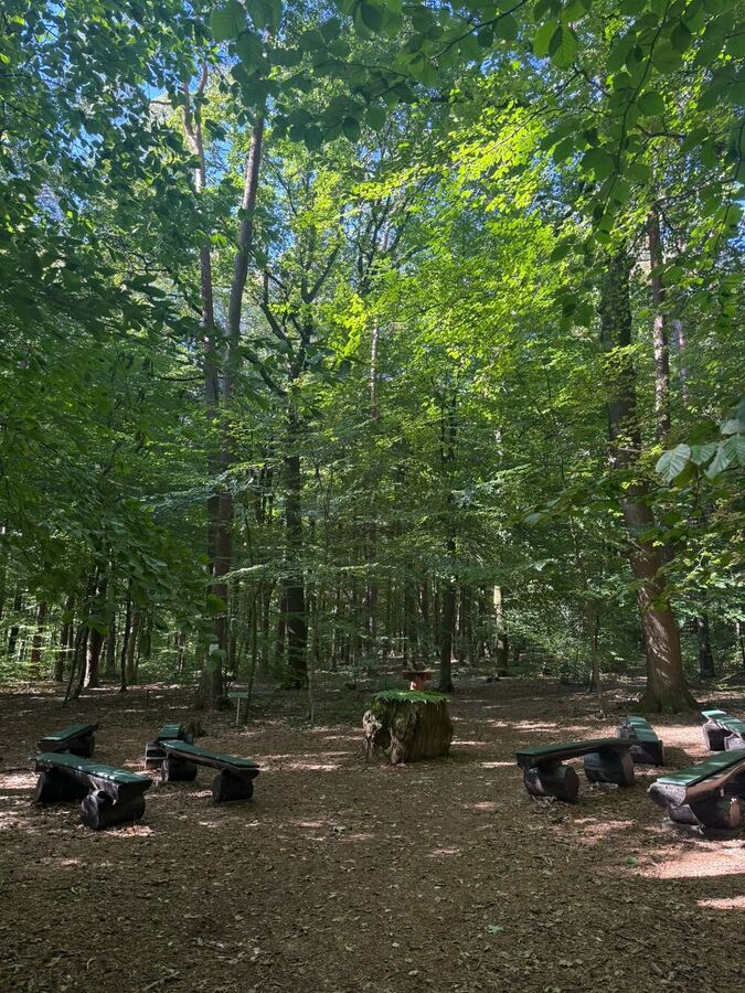 Ruhewald Steimel: Andachtsplatz mit Bänken im Wald