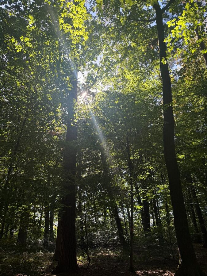 Ruhewald Steimel: Sonnenlicht zwischen den Bäumen